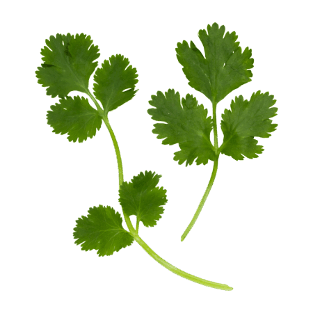 Cilantro - 1 Ct